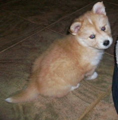 Corgi Husky Mix