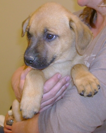 Shep 2