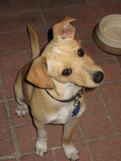 Toby