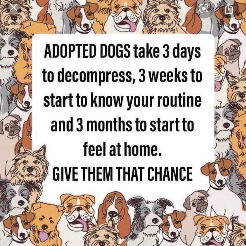 Adopted dogs need time to adjust